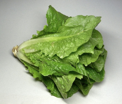 Romaine Lettuce, the ideal wrapper